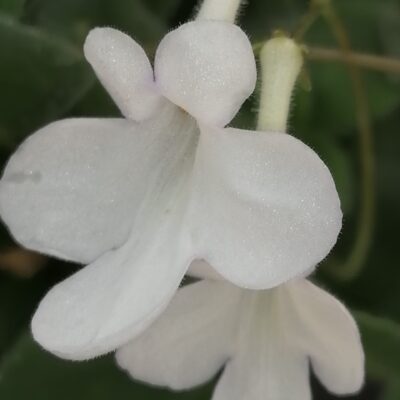 Streptocarpus saxorum White Butterfly