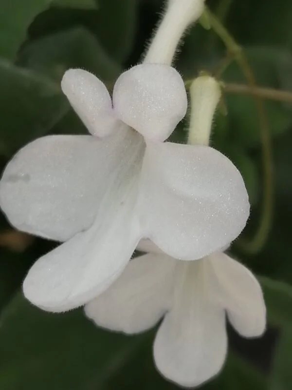 Streptocarpus saxorum White Butterfly, pianta da interno e da esterno