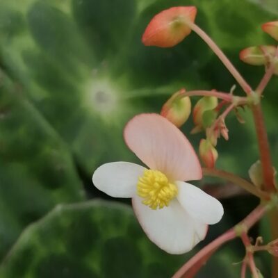 Begonia kingiana