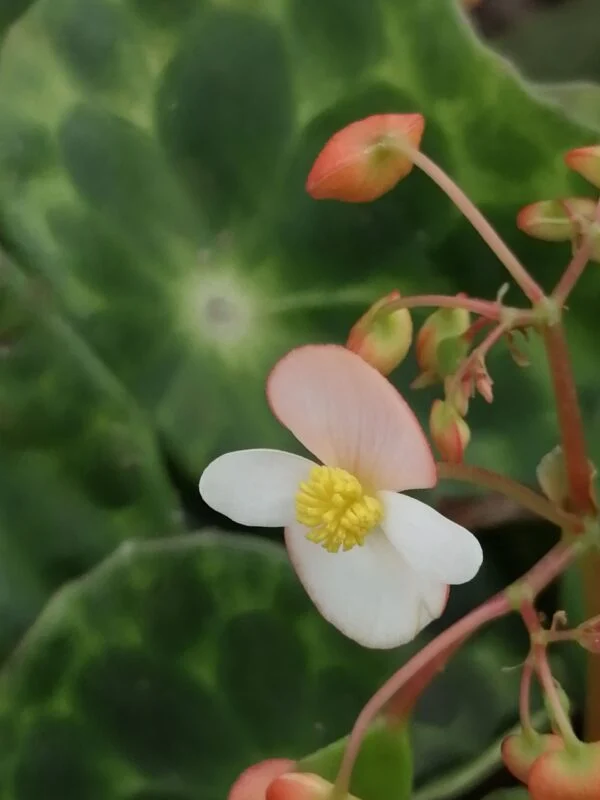 Begonia kingiana, pianta da interno