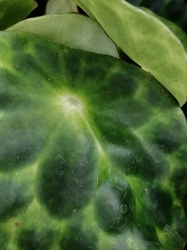 Begonia kingiana, foto 2