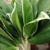 Aglaonema New White, pianta da interno