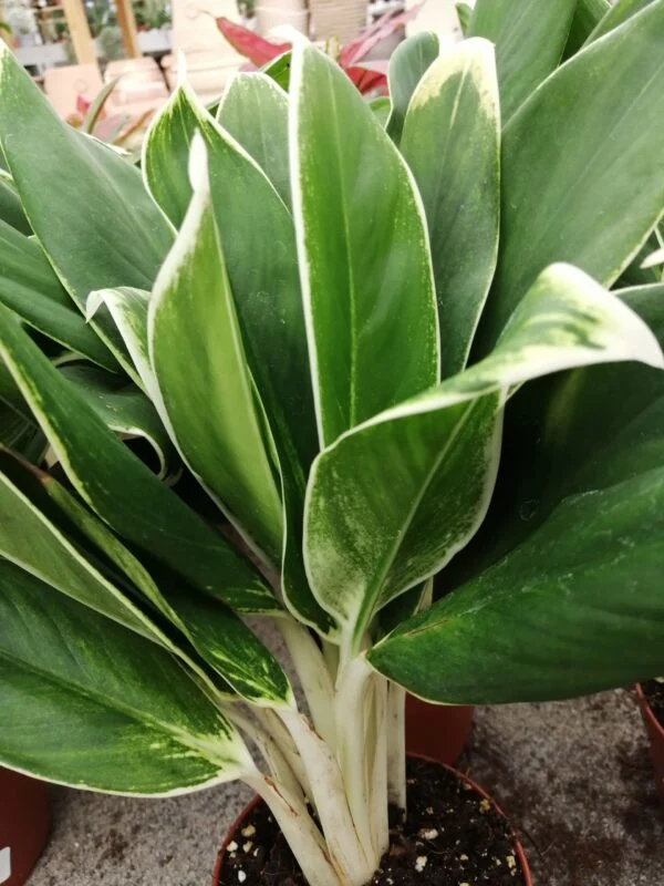 Aglaonema New White, pianta da interno