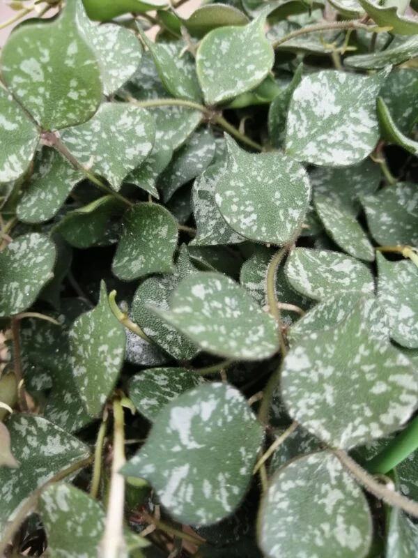 Hoya curtisii, foto 5