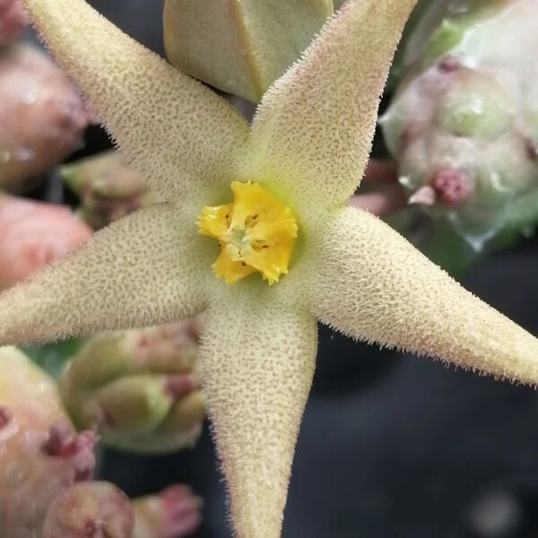 Piaranthus geminatus, pianta da interno