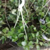 Hoya Chouke, pianta da interno
