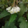 Begonia F12, pianta da interno