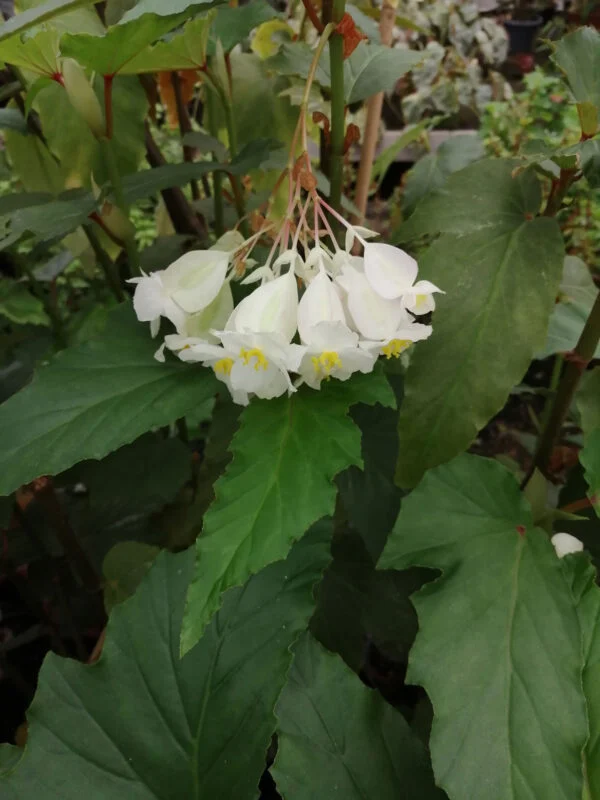 Begonia F12, pianta da interno