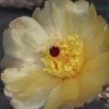 Pterocactus tuberosus, pianta da interno