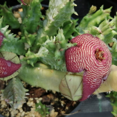 Tromotriche revoluta var. Tigrida