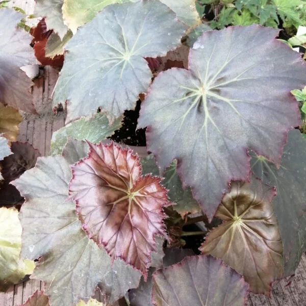Begonia Selph's Mahogany, foto 8