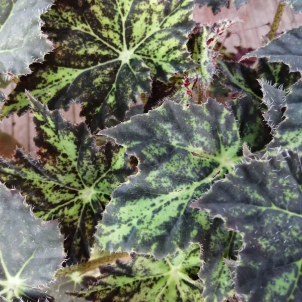 Begonia Cleopatra, foto 7