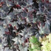 Begonia Black Fang, pianta da interno