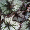Begonia Dark Eyes