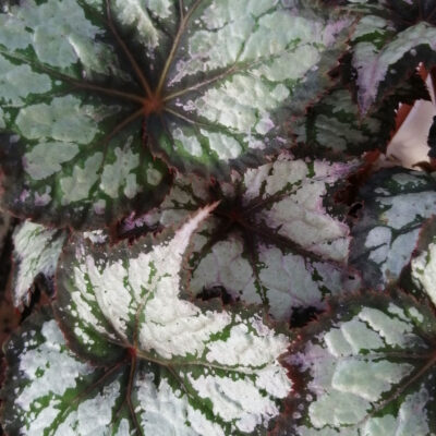 Begonia Dark Eyes