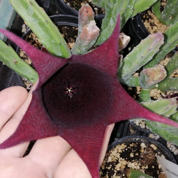 Stapelia leendertziae, pianta da interno