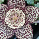 Orbea variegata