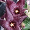 Stapelia praetermissa, pianta da interno