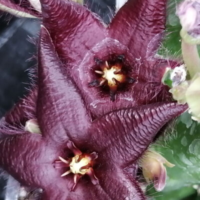 Stapelia praetermissa