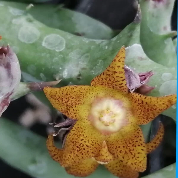 Orbea schweinfurthii, foto 3