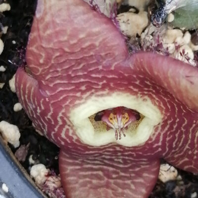 Tromotriche revoluta var. Sunrise