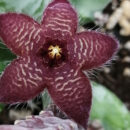 Stapelia scitula