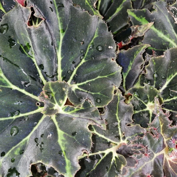 Begonia Evy, foto 3