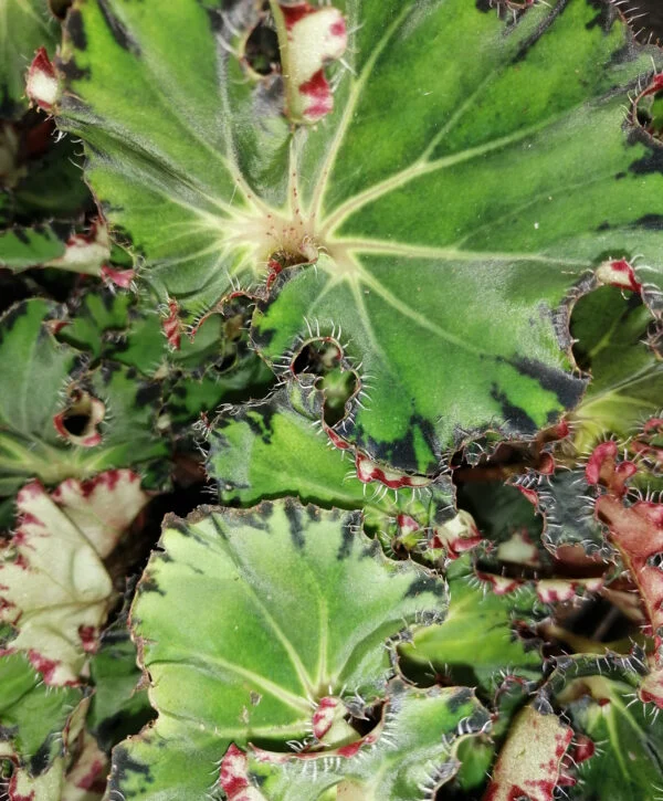 Begonia Fem, pianta da interno