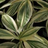 Campelia zanonia 'Mexican Flag', Tradescantia zanonia Mexican Flag, pianta da interno