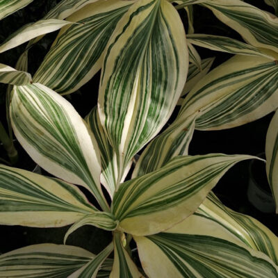 Campelia zanonia 'Mexican Flag', Tradescantia zanonia Mexican Flag