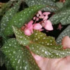 Begonia Charleston, pianta da interno