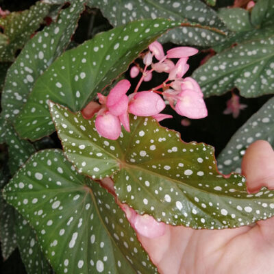 Begonia Charleston