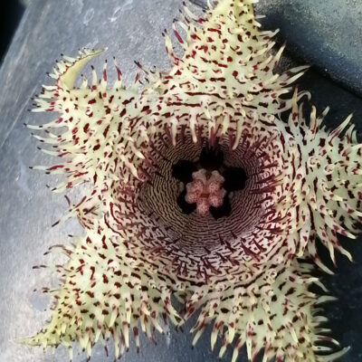 Huernia hystrix