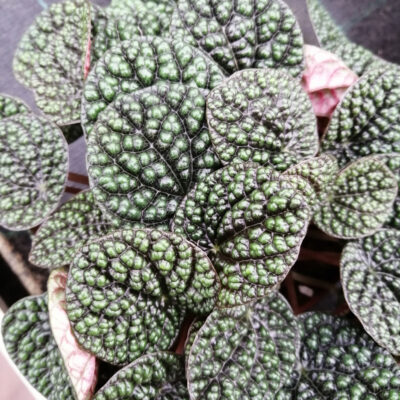 Peperomia Green Bubble