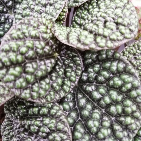 Peperomia Green Bubble, foto 2
