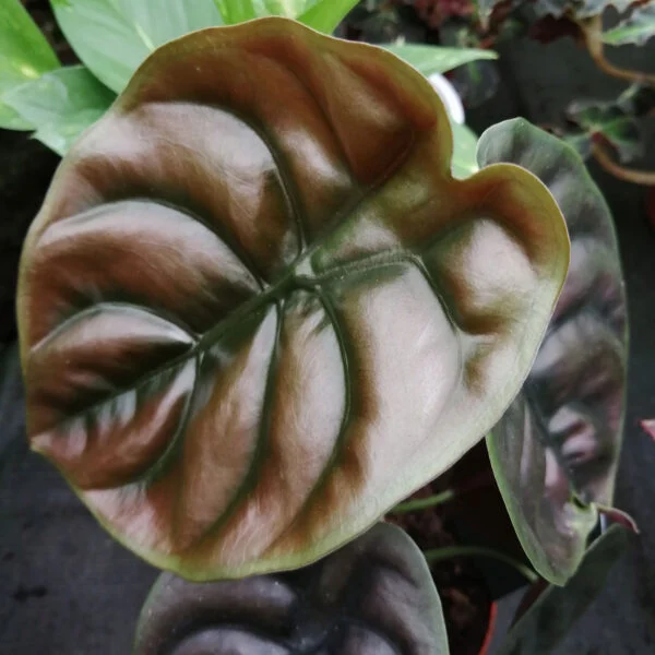 Alocasia Red Secret, foto 3
