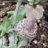 Ceropegia simonae, pianta da interno