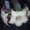Huernia quinta, pianta da interno
