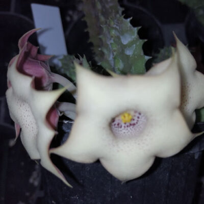 Huernia quinta