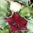 Huernia macrocarpa var. cerasina