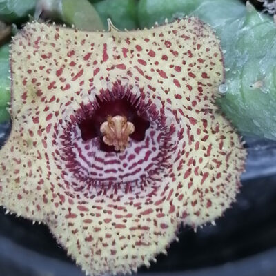 Huernia volkartii var. repens