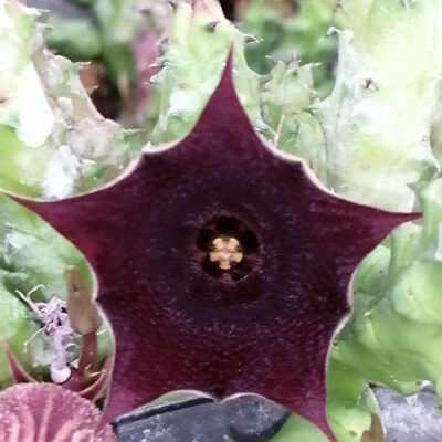 Huernia aspera
