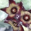 Caralluma joannis, pianta da interno