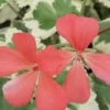 Pelargonium Frank Headley, pianta da esterno