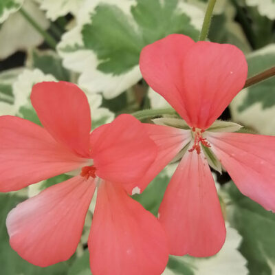 Pelargonium Frank Headley