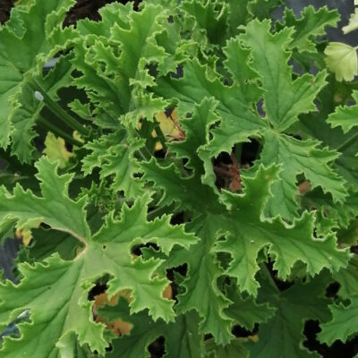 Pelargonium Orsett