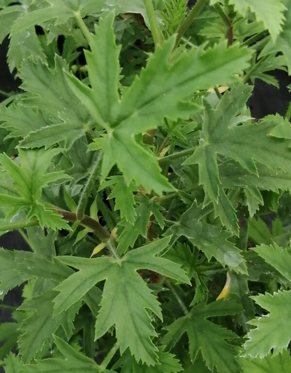 Pelargonium scabrum, pianta da esterno