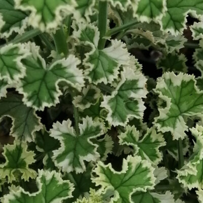 Pelargonium crispum variegato