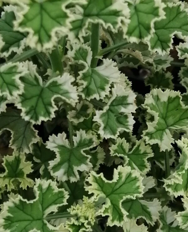 Pelargonium crispum variegato, pianta da esterno