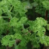 Pelargonium crispum minor, pianta da esterno